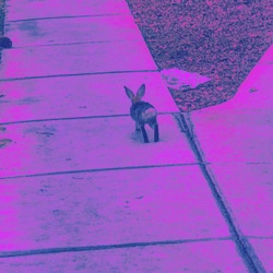 sadboy pink