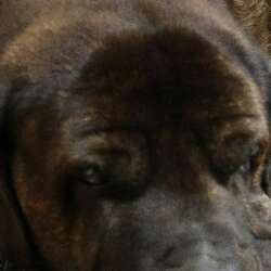 gabro