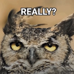 owl