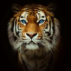 TiG3r_BEat