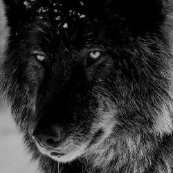 Jeremy Wolf