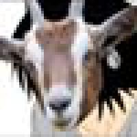 Sitter OfGoats