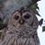 Owl In The Hood