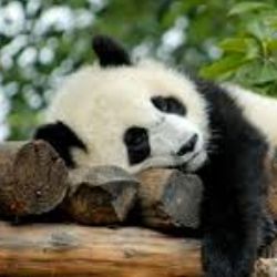 PandaRyRy