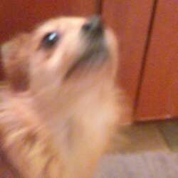 theoldkdoggg
