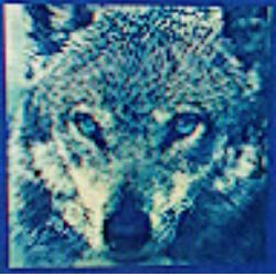 Shadow_Gamerb