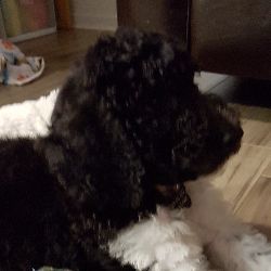 big but puppy
