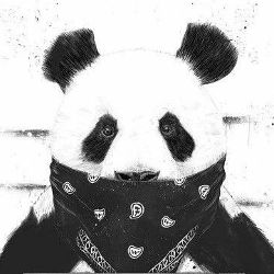 PandaX