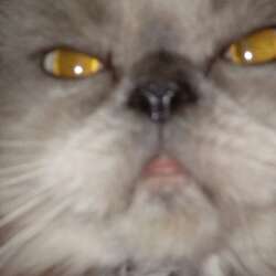 the epic kitty INC.