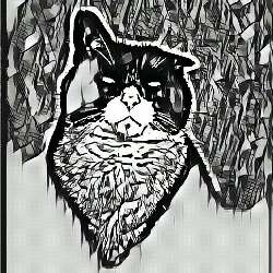DARK CAT (DC)