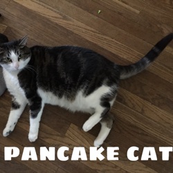 my pancake cat