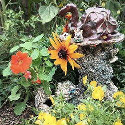 Dragon Flower
