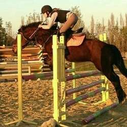 royal horse carla