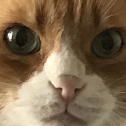 kittehguy