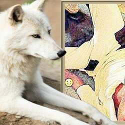 king25of25wolves