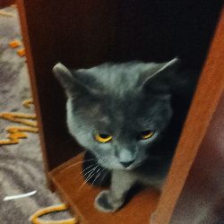 апельсин убийца
