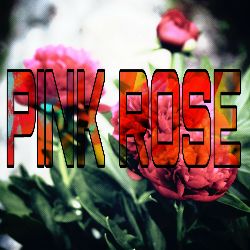 Pink Rose