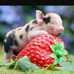 meli oink