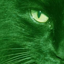 cat eyes so greeny