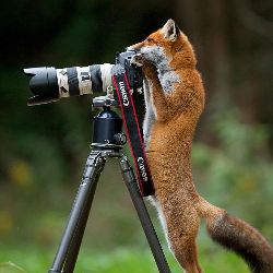 Zay-fox