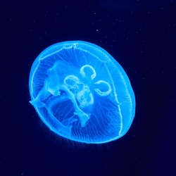ExistentialJelly