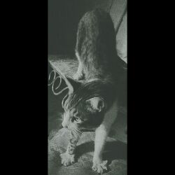 DANELI❇♪♥