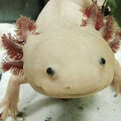 Dragolotl