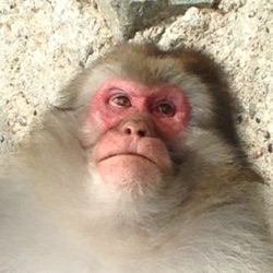 Monkeywriter