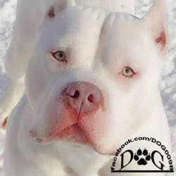 Big-puppylove Jose
