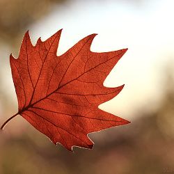Autumn Generation