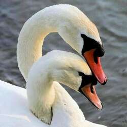 Hannah Swan