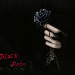 Black Rose 1991