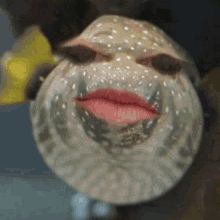 Fish Beats