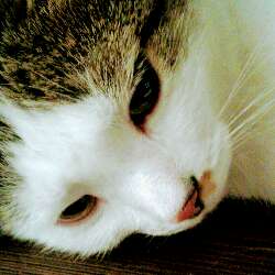 ❤(Cat)Gakeee®❤