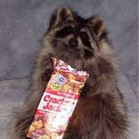 AdumbRaccoon