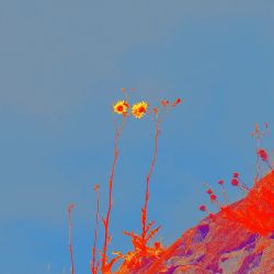 Qawpy