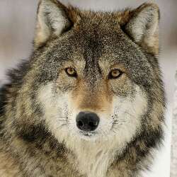 TerraWolf