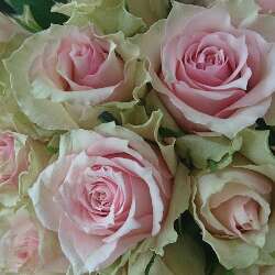 Lynne Mellstrom