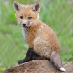 D.J fox