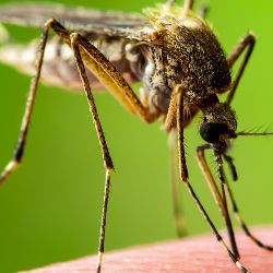 Musical Mosquito