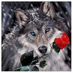Lone-Wolfxyz