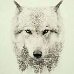 #ALPHAWOLF#®