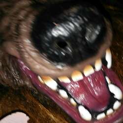 DiA_Wolf