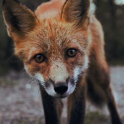 Foxxy Johnson