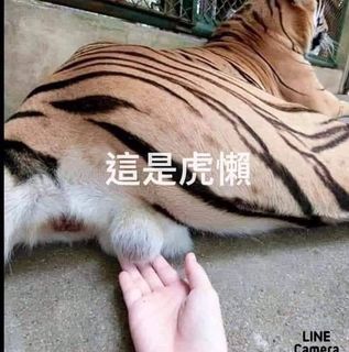曾子宸