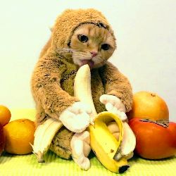 Katssuu