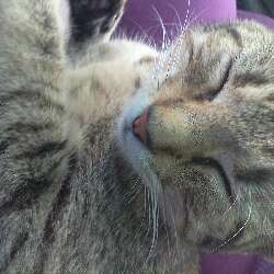 Kitty power