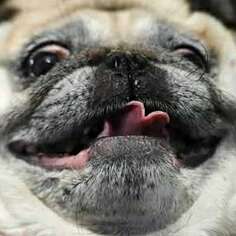 Pug is Life