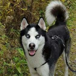 thedog