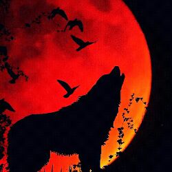 RAMBO WOLF